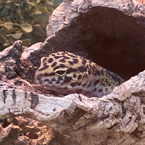 Meet your Posher, Molly